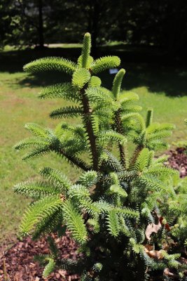 Abies pinsapo 'Horstmann' - jedle španělská - celek